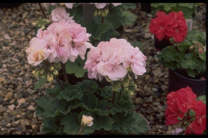 pelargonium 'Belinda Adams'