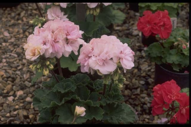 Pelargonium 'Belinda Adams'