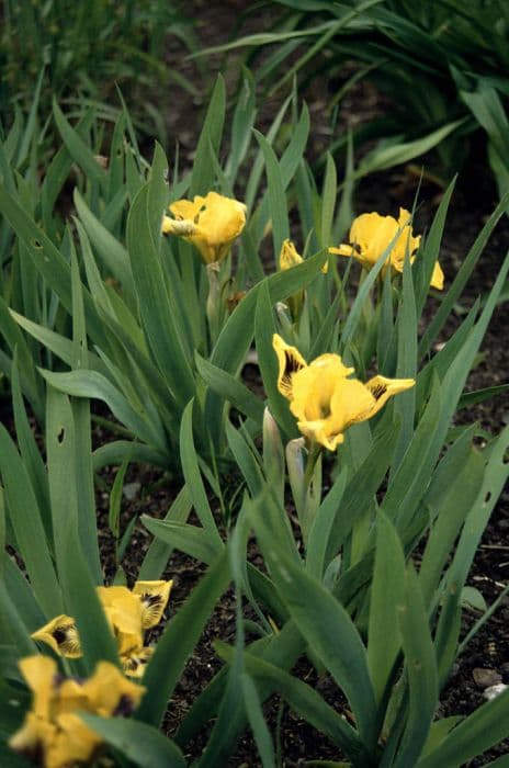 iris 'Eyebright'