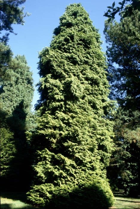 Lawson's cypress 'Lanei Aurea'