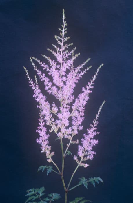 astilbe 'Hennie Graafland'