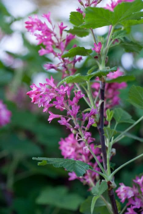 flowering currant 'Koja'