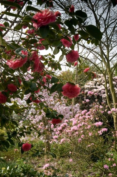 camellia 'Betty Sheffield Pink'