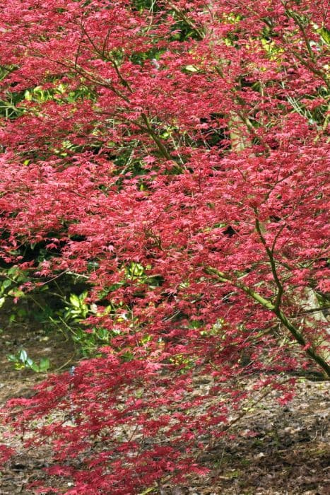 Japanese maple 'Chishio Improved'