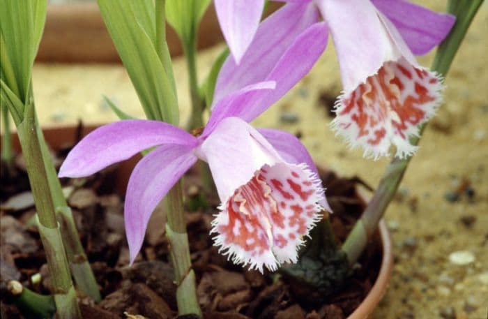 pleione Versailles gx 'Bucklebury'