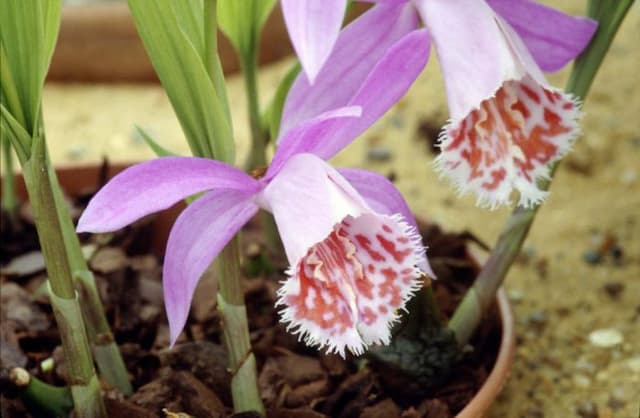 Pleione Versailles gx 'Bucklebury'