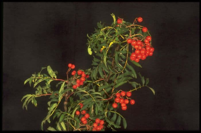 rowan 'Aspleniifolia'