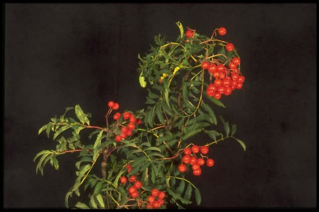 Rowan 'Aspleniifolia'