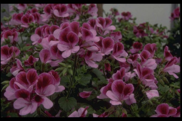 pelargonium 'The Tone'