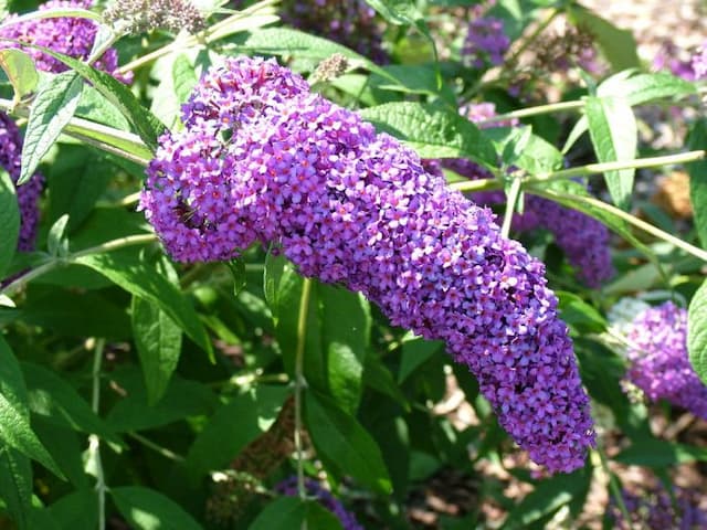 Butterfly bush 'Dart's Purple Rain'
