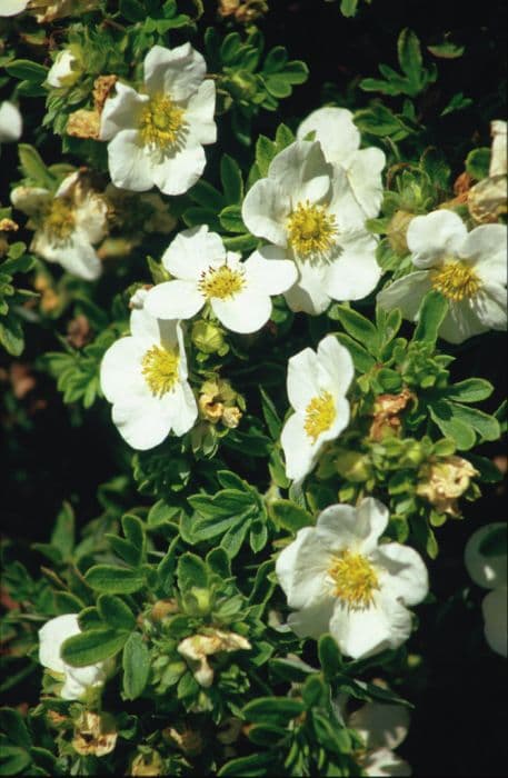 shrubby cinquefoil 'Tilford Cream'