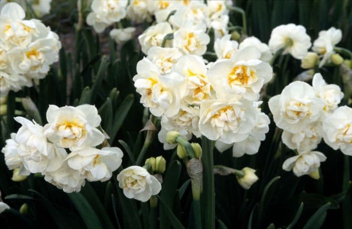 daffodil 'Bridal Crown'