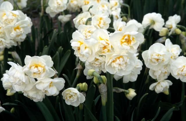 Daffodil 'Bridal Crown'