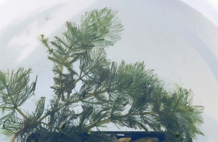 spiked water milfoil