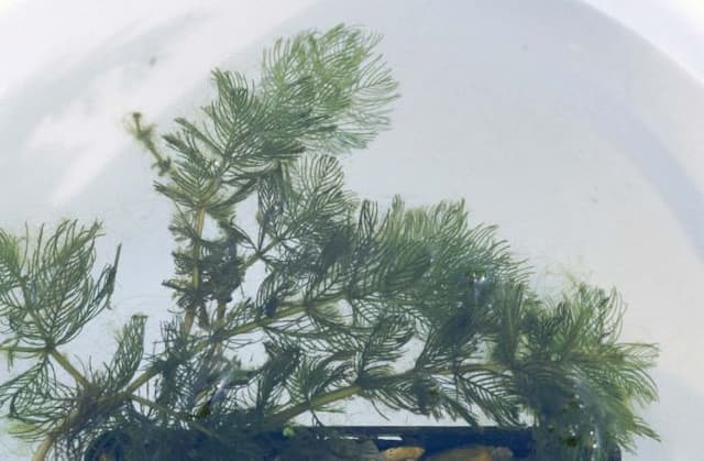 Spiked water milfoil