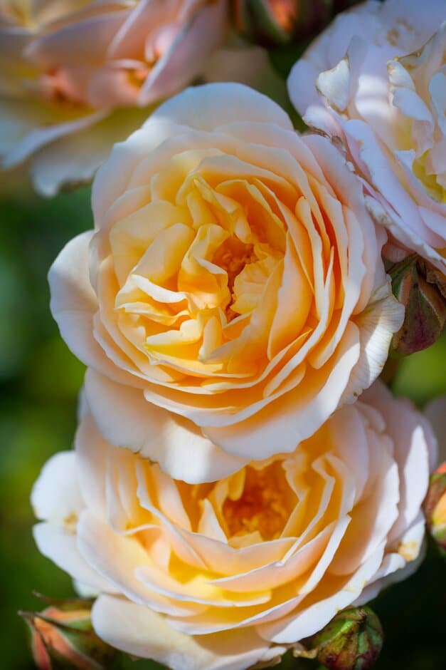Rose [Sweet Juliet]