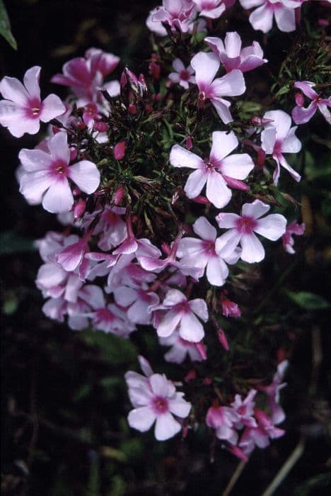 perennial phlox 'Bright Eyes'