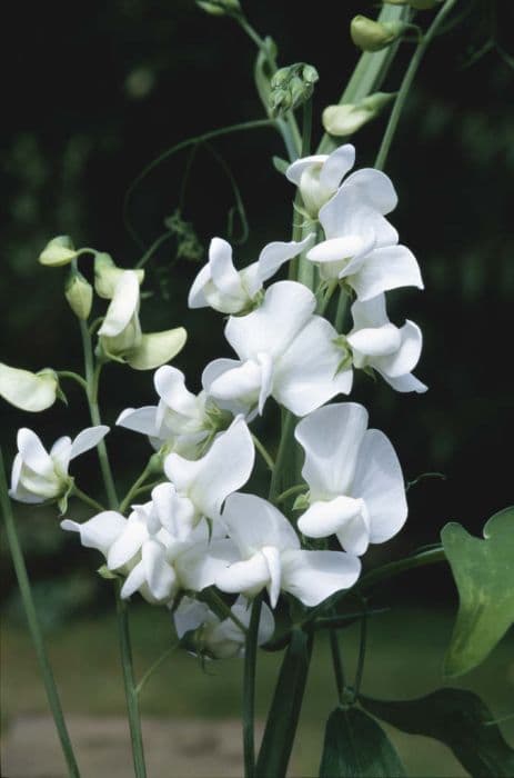 Everlasting pea 'Albus'