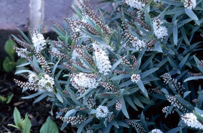 hebe 'Boughton Silver'