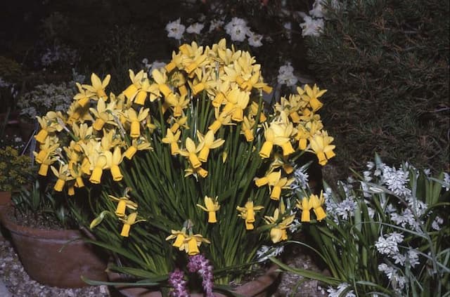 Daffodil 'Jumblie'