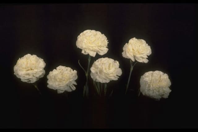 Perpetually flowering carnation 'John Faulkner'