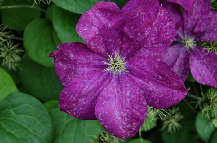 clematis 'Madame Edouard André'