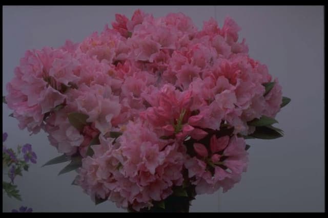 Rhododendron 'Birthday Girl'