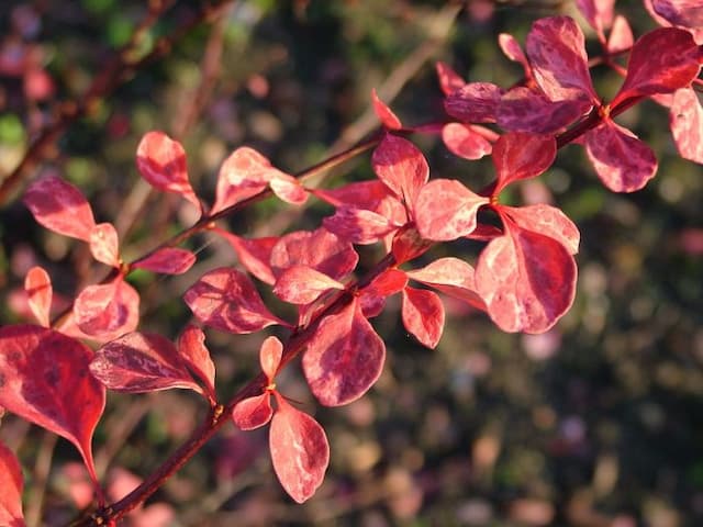 Japanese barberry 'Pink Queen'