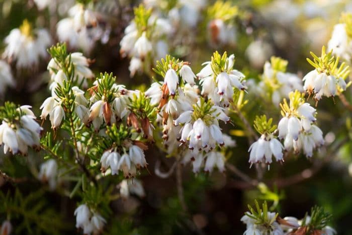 heather 'Winter Snow'