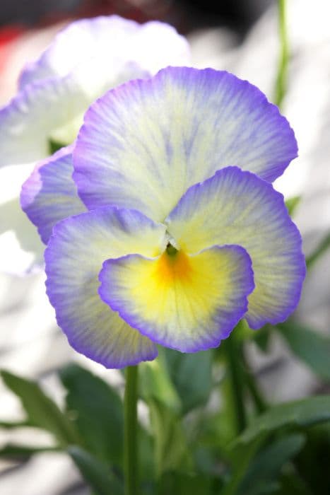 viola 'Etain'