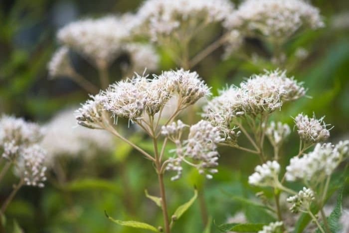 Sweetscented Joe Pye Weed 'Album'