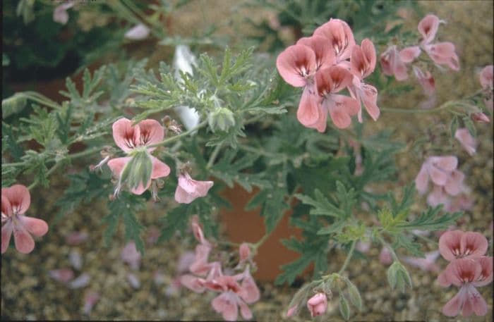 pelargonium 'Lara Starshine'