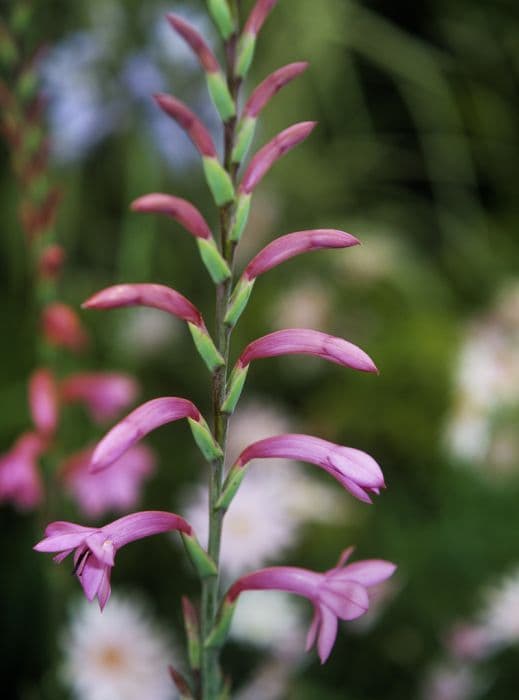 Bugle lily 'Tresco Dwarf Pink'