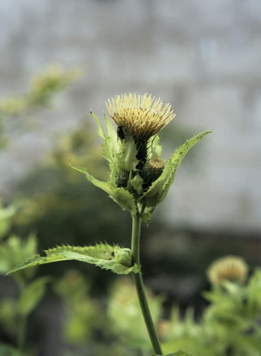 cabbage thistle