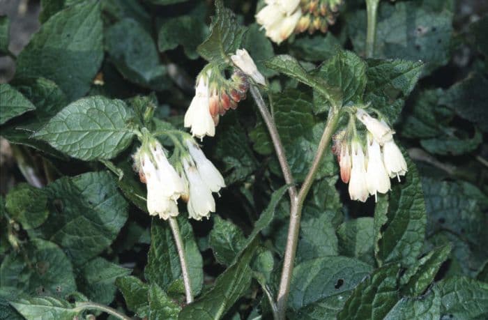 Iberian comfrey