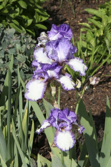 iris 'Dancer's Veil'