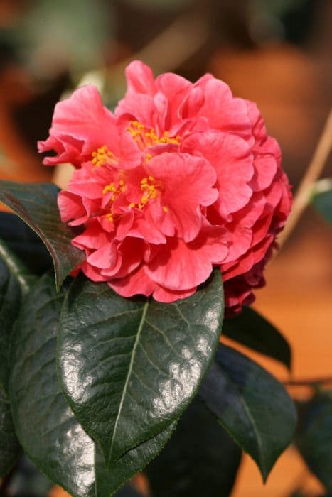 camellia 'Doctor Clifford Parks'