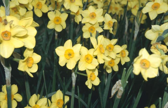 daffodil 'Hoopoe'