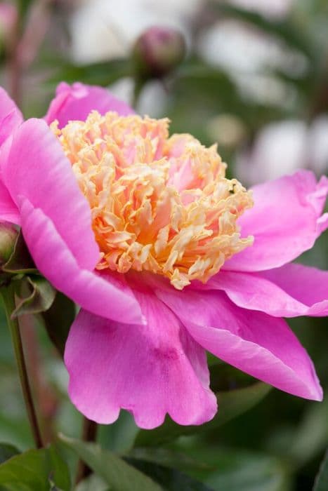 peony 'Doreen'