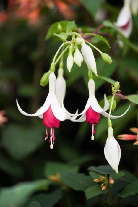 fuchsia 'Finn'