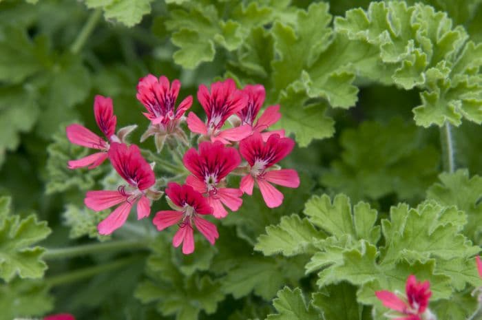 pelargonium 'Shottesham Pet'