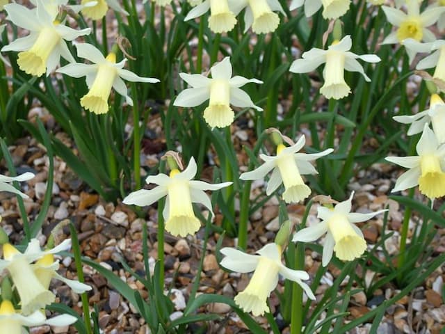 Daffodil 'Elka'