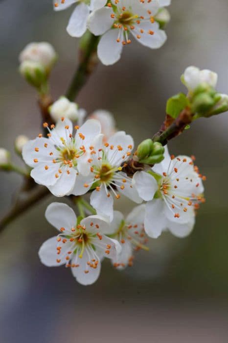 greengage 'Cambridge Gage'