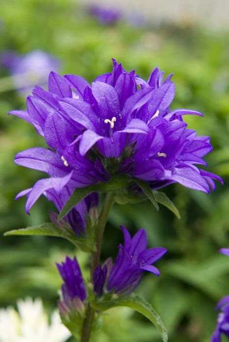 tussock bellflower 'Chewton Joy'