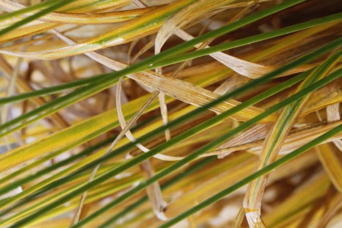 purple moor-grass 'Zuneigung'