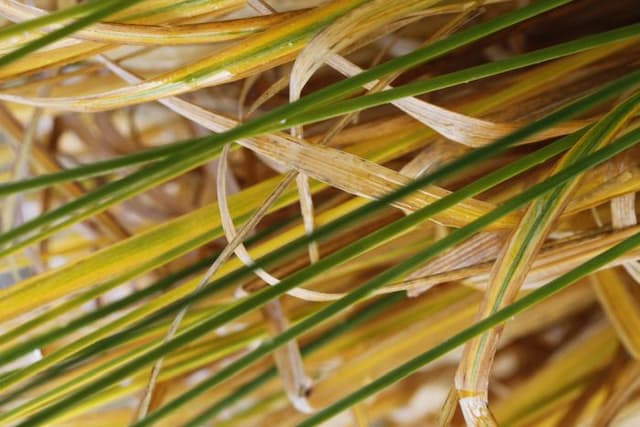 Purple moor-grass 'Zuneigung'