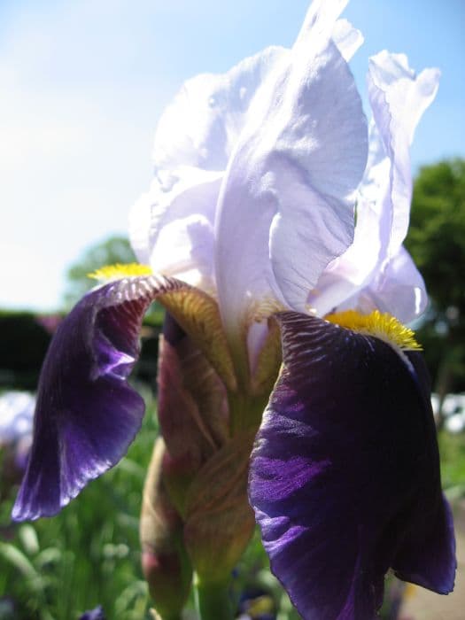 iris 'Braithwaite'