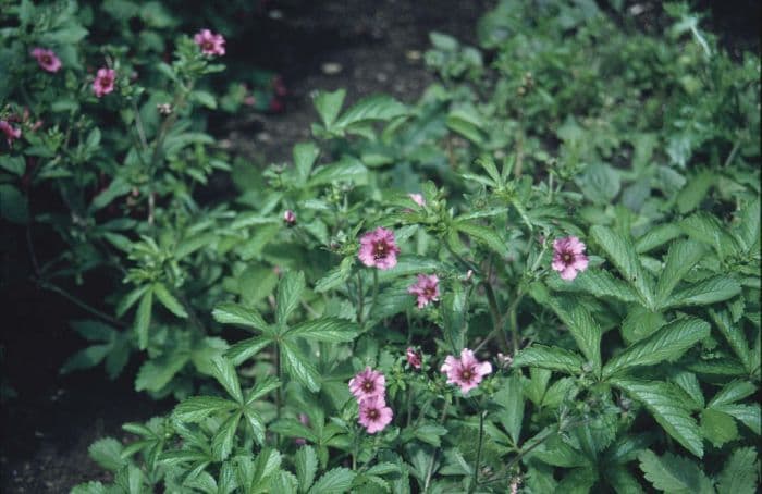 cinquefoil 'Miss Willmott'