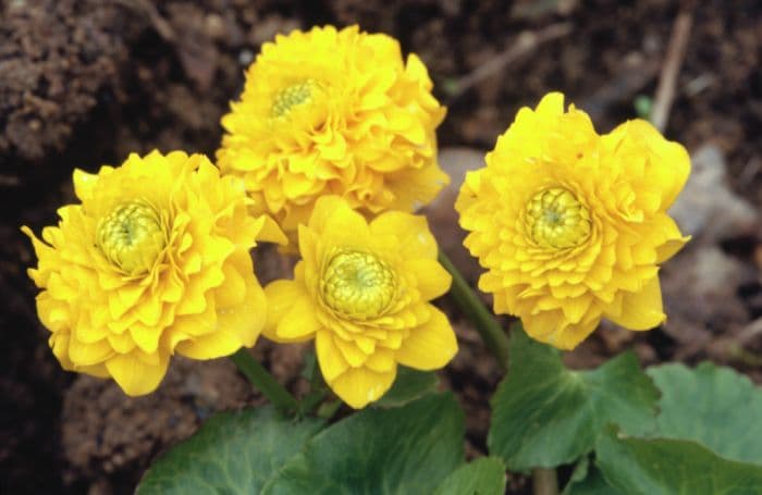 swamp marsh marigold 'Plena'