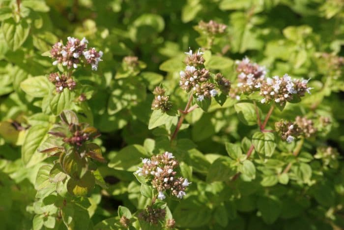 pot marjoram